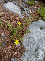 Hypericum humifusum