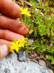 Hypericum humifusum