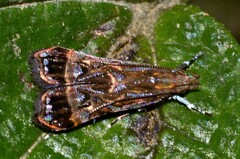 Choreutidae