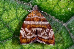 Choreutis euclista