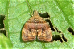 Choreutis orthogona