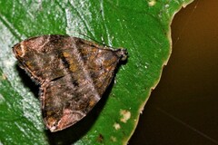 Choreutis