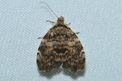 Choreutis