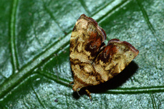 Choreutis