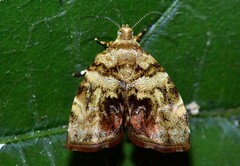 Choreutis