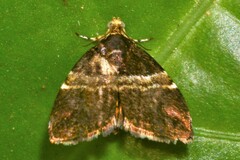 Choreutis