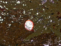 Goniobranchus decorus