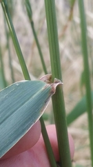 Elymus glaucus glaucus