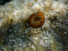 Homophyllia australis