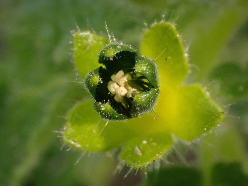 Rock nettle (Eucnide rupestris)