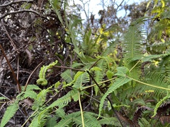Dicranopteris