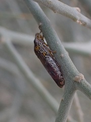 Homalodisca liturata