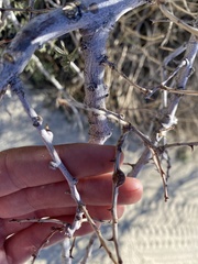 Tanaostigmodes howardii