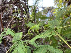 Dicranopteris