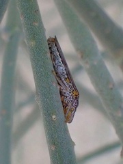 Homalodisca liturata