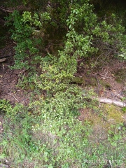 Coprosma foetidissima