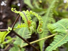 Dicranopteris