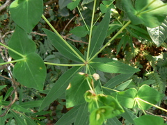 Euphorbia rothiana