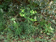 Euphorbia rothiana