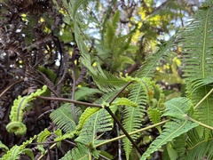 Dicranopteris
