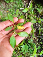 Coprosma foetidissima