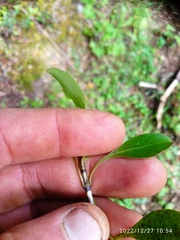 Coprosma foetidissima