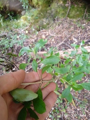 Coprosma foetidissima