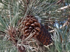 Pinus hartwegii