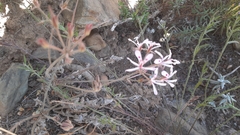 Pelargonium pinnatum