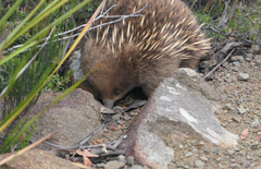 Tachyglossus aculeatus setosus