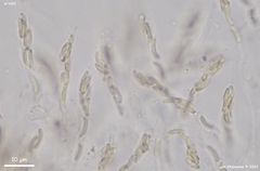 Diatrype decorticata