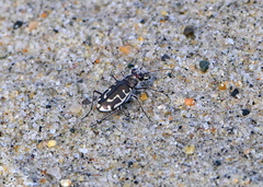 Cicindela hirticollis