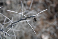 Sarcomphalus obtusifolius