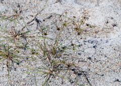 Cyperus grayi