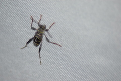 Neoclytus scutellaris