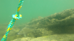 Acanthopagrus butcheri