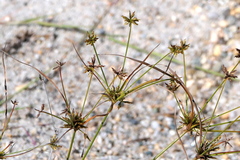 Cyperus grayi