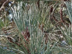 Pinus hartwegii
