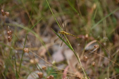Diplacodes melanopsis
