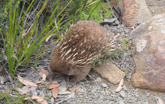 Tachyglossus aculeatus setosus