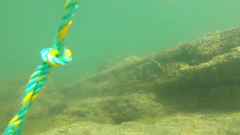 Favonigobius lateralis