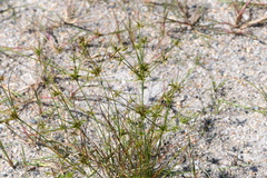 Cyperus grayi