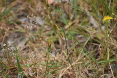 Diplacodes melanopsis