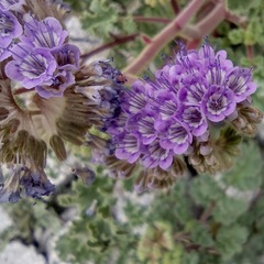 Phacelia pedicellata
