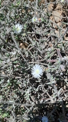 Drosanthemum calycinum