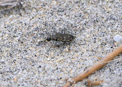 Cicindela hirticollis