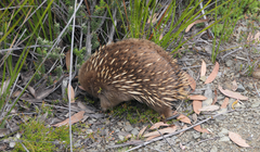 Tachyglossus aculeatus setosus