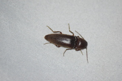 Diplostethus