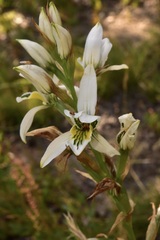 Chloraea longipetala