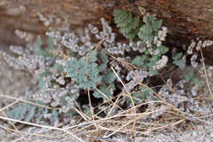 Myriopteris parryi